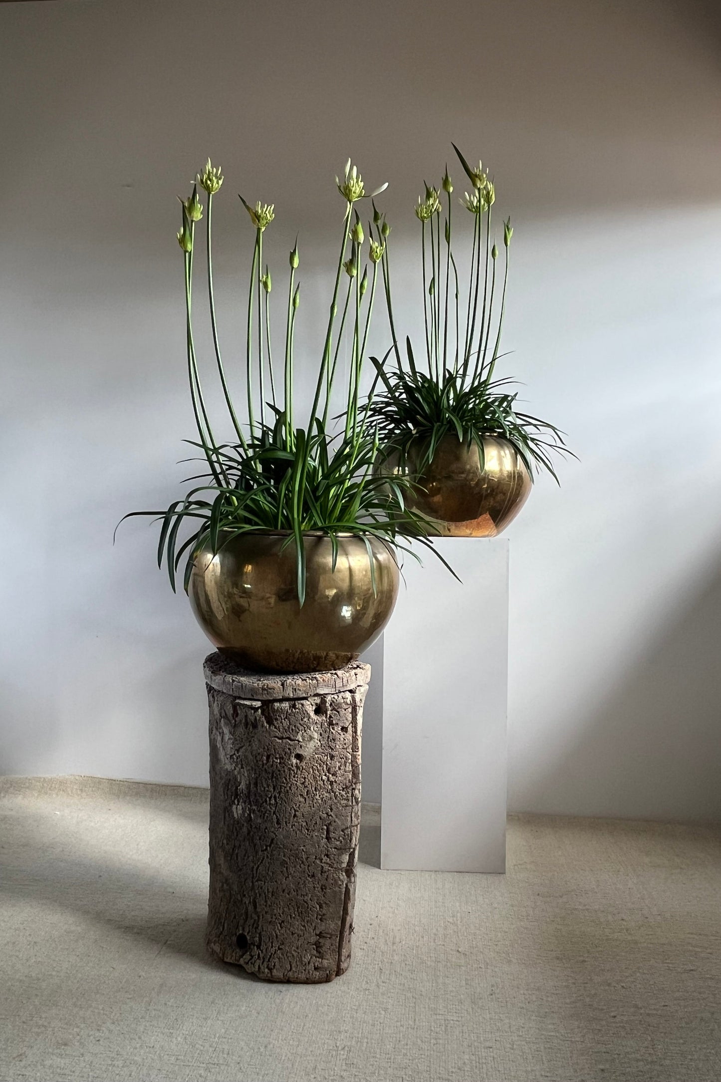 Pair of Early 20th Century Brass Jardinières