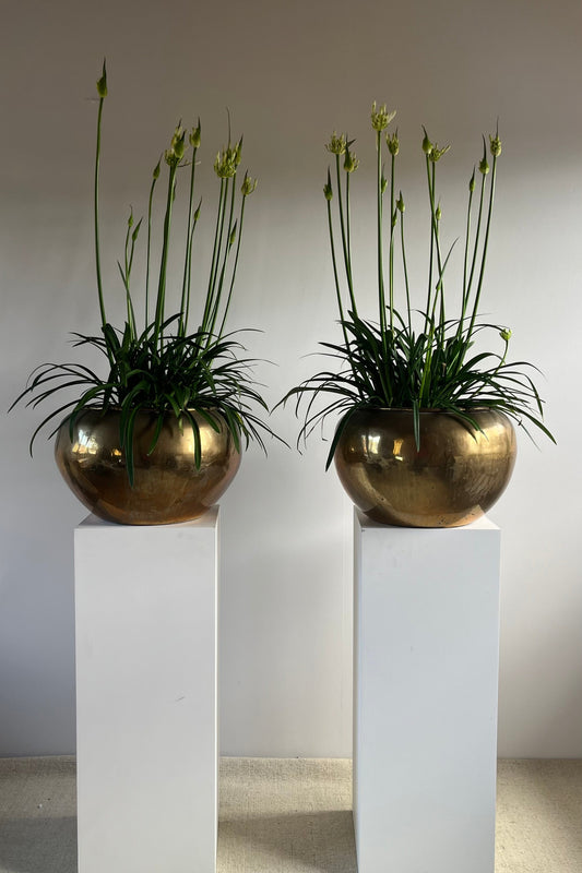 Pair of Early 20th Century Brass Jardinières